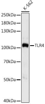 Anti-TLR4 Antibody
