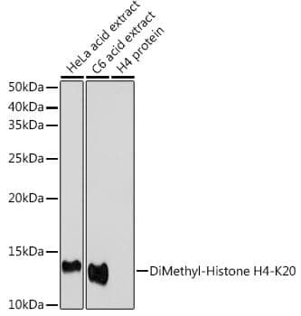 Anti-Histone H4 (di methyl K20) Antibody