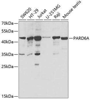 Anti-PARD6A Antibody