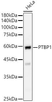 Anti-PTBP1 Antibody