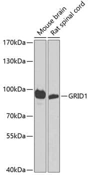Anti-GRID1 Antibody