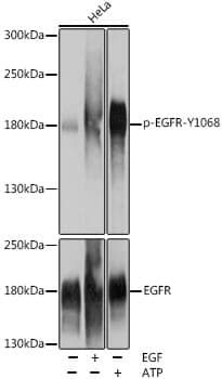 Anti-EGFR (phospho Y1068) Antibody