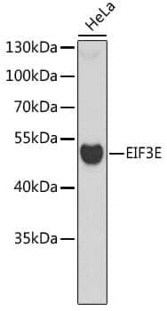 Anti-EIF3E Antibody