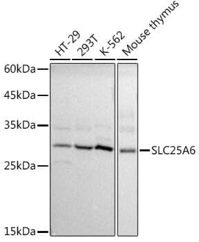 Anti-SLC25A6 Antibody