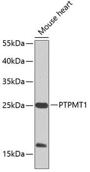 Anti-PTPMT1 Antibody