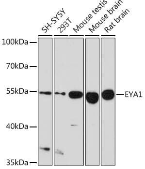 Anti-EYA1 Antibody