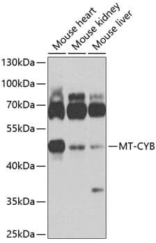 Anti-MT-CYB Antibody