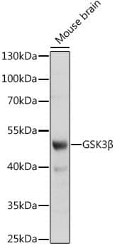 Anti-GSK3B Antibody