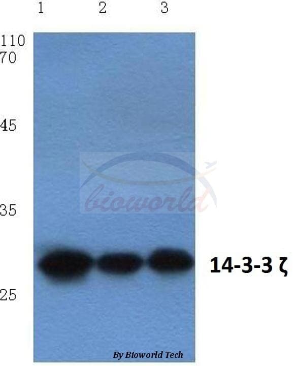 Anti-14-3-3 ζ (V52) Antibody