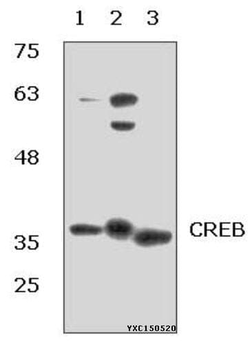 Anti-CREB (I127) Antibody