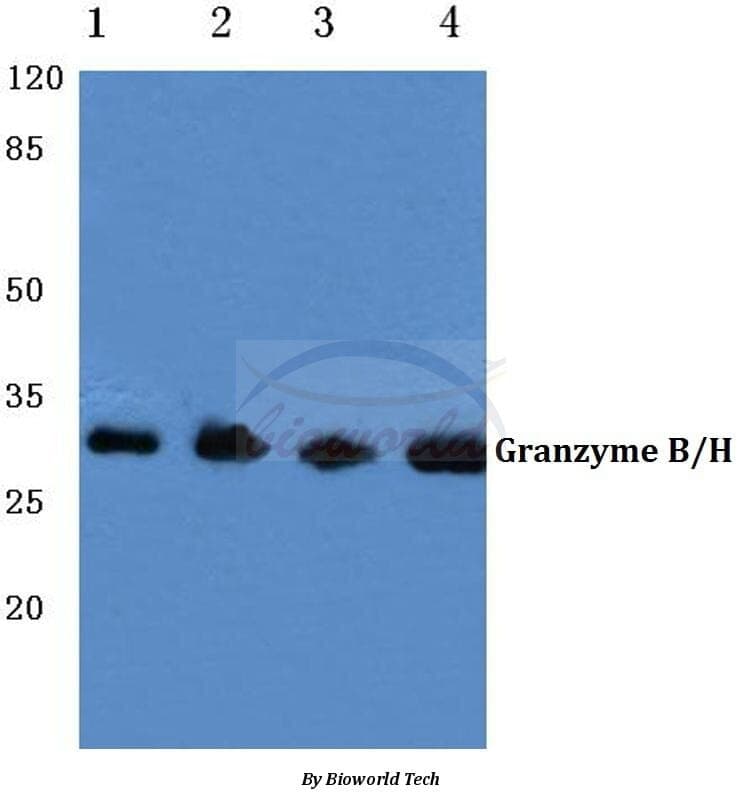 Anti-Granzyme B/H (E20) Antibody