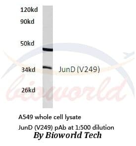 Anti-JunD (V249) Antibody