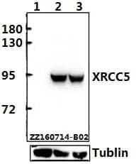 Anti-XRCC5 (D708) Antibody