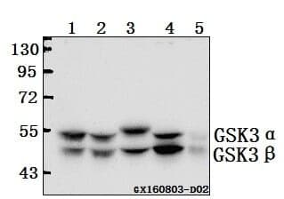 Anti-GSK3α/β (G273) Antibody