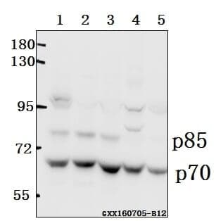 Anti-p70 S6K (P412) Antibody