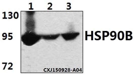 Anti-HSP90B (E222) Antibody