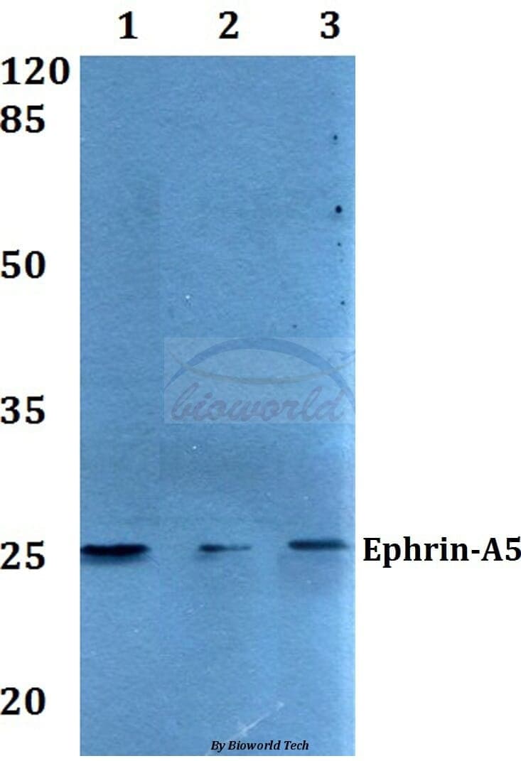 Anti-Ephrin-A5 (P63) Antibody