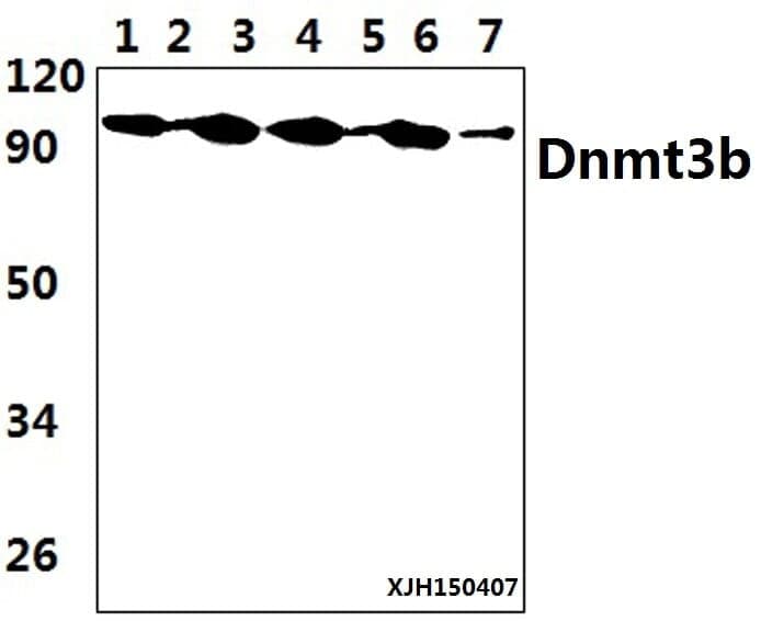 Anti-DNMT3B (H7) Antibody