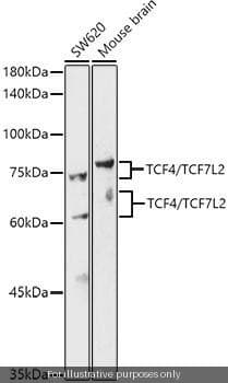 Human TCF7L2/TCF4 ELISA Kit