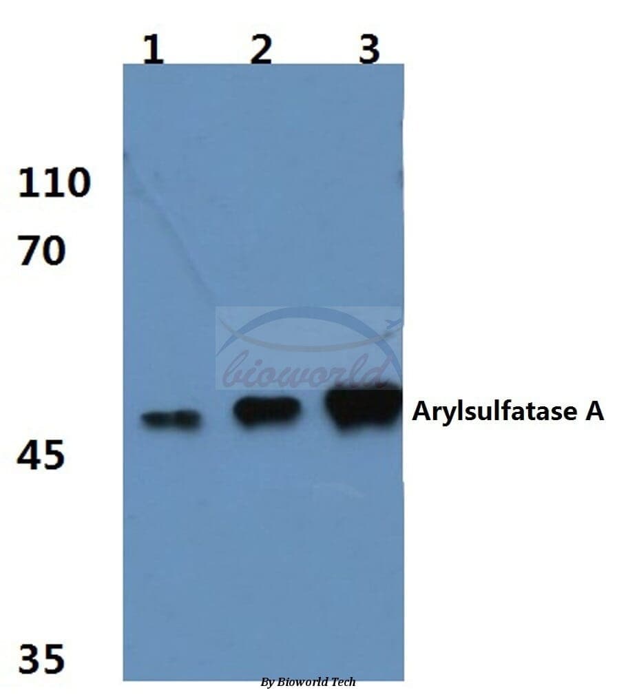 Anti-ARSA (R291) Antibody