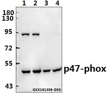 Anti-p47-phox (P366) Antibody
