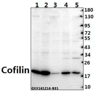 Anti-Cofilin (M1) Antibody