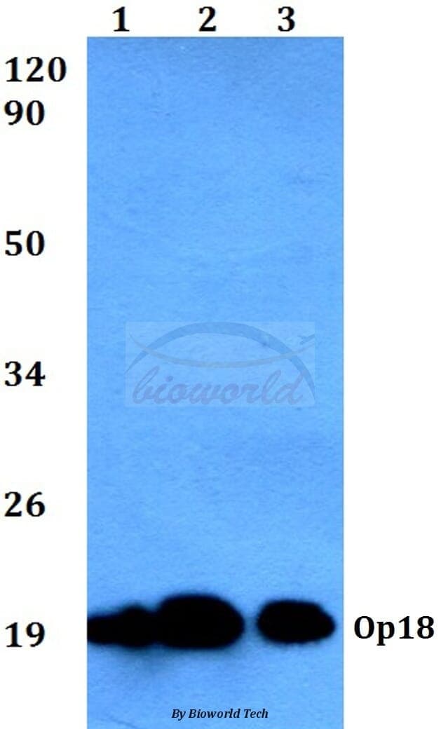 Anti-Op18 (V31) Antibody