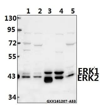 Anti-ERK1/2 (D196) Antibody