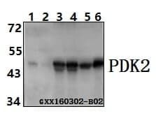 Anti-PDK2 (R291) Antibody