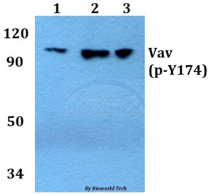 Anti-Vav1 (phospho-Y174) Antibody