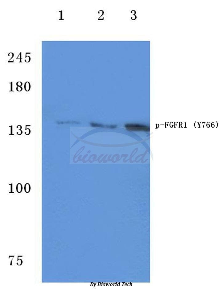 Anti-FGFR1 (phospho-Y766) Antibody