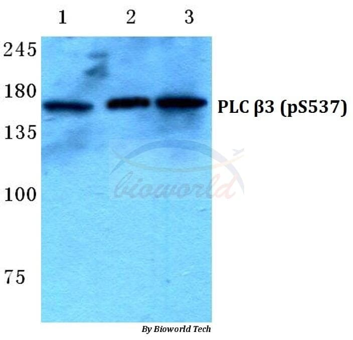 Anti-PLC β3 (phospho-S537) Antibody