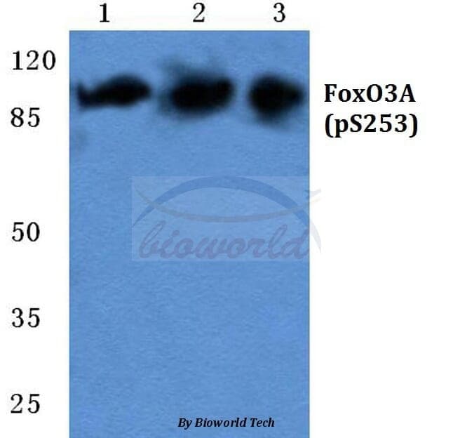 Anti-FoxO3A (phospho-S253) Antibody