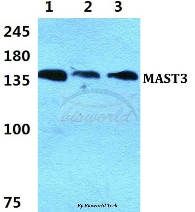 Anti-MAST3 Antibody