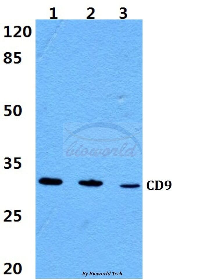 Anti-CD9 Antibody
