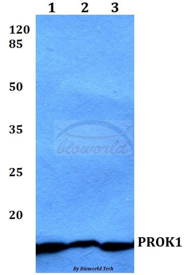 Anti-PROK1 Antibody