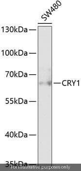 Human CRY1/Cryptochrome-1 ELISA Kit