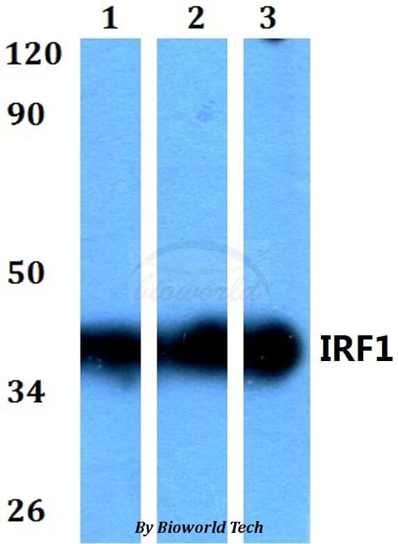 Anti-IRF1 Antibody