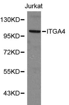 Anti-Integrin α4 Antibody