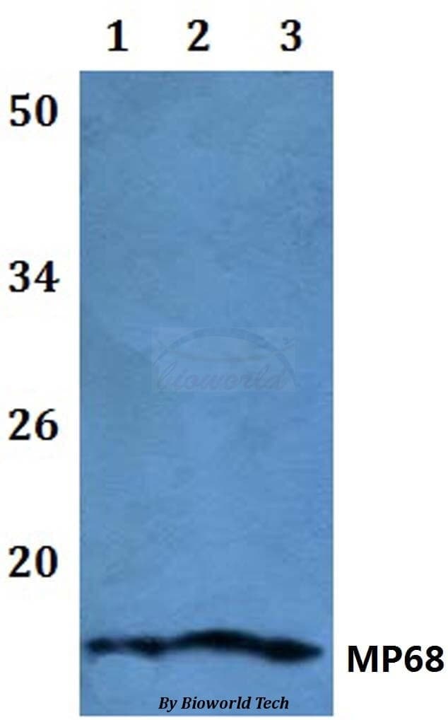 Anti-MP68 Antibody