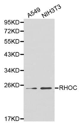 Anti-Rho C Antibody