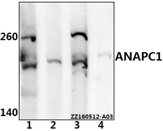 Anti-ANAPC1 Antibody