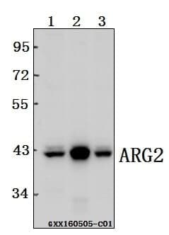Anti-ARG2 Antibody
