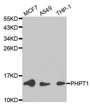 Anti-PHPT1 Antibody