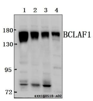 Anti-BCLAF1 Antibody