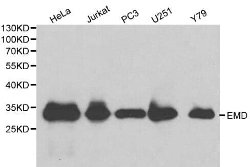 Anti-EMD Antibody