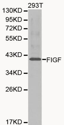 Anti-VEGF-D Antibody
