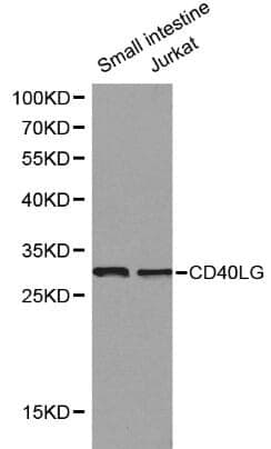 Anti-CD40 Ligand Antibody