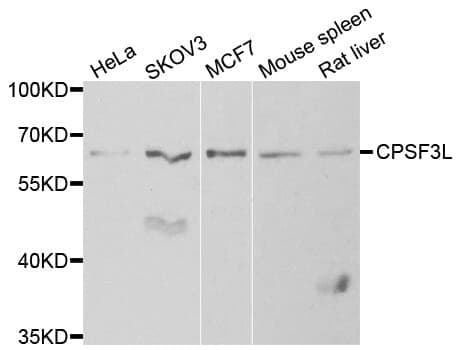 Anti-CPSF3L Antibody