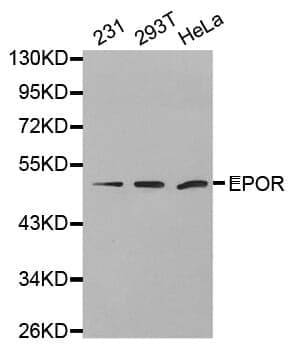 Anti-EpoR Antibody